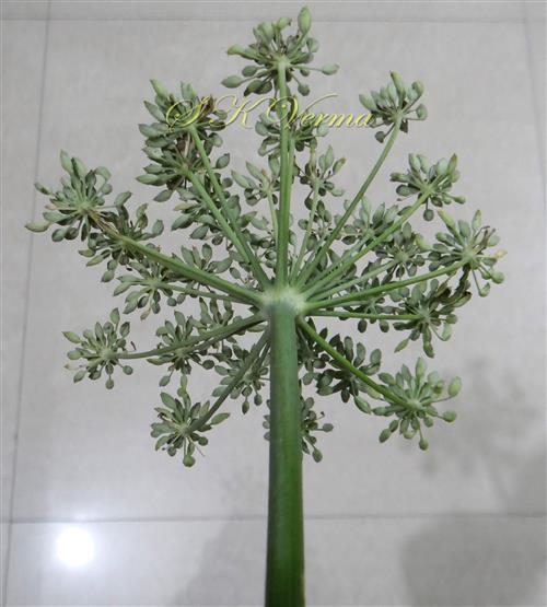  Inflorescence with fruits